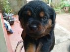 Rottweiler Puppies