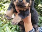 Rottweiler Puppys