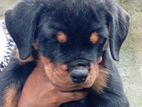 Rottweiler Puppys