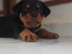 Rottweiler Puppy