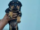 Rottweiler Puppys