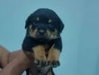 Rottweiler Puppy