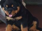 Rottweiler Puppy's