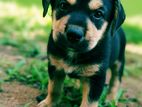 Rottweiler Puppys