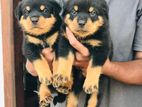 Rottweiler Puppies