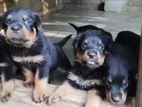 Rottweiler Puppies