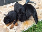 Rottweiler Puppy