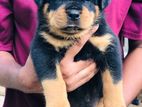 Rottweiler Puppies