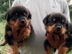 Rottweiler Puppies