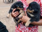 Rottweiler Puppys