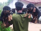 Rottweiler Puppies