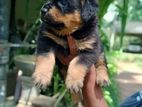 Rottweiler Puppy's