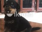 Rottweiler Puppies