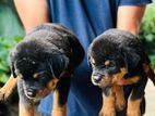 Rottweiler Puppies