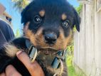 Rottweiler Puppies
