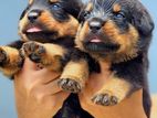 Rottweiler Puppies