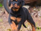 Rottweiler Puppies