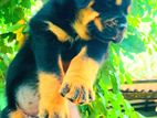 Rottweiler Puppy