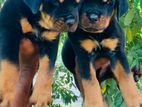 Rottweiler Puppy