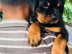 Rottweiler pupy