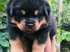 Rottweiler Puppy