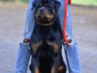 Rottweiler Puppy