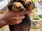 Rottweiler Puppies