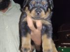 Rottweiler Puppy