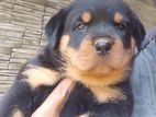 Rottweiler රොට්වයලර්