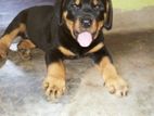 Rottweiler Puppy