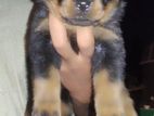 Rottweiler රොට්වයලර් Puppy
