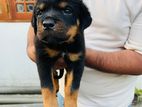 Rottweiler (රොට්වයලර්) Puppies