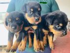Rottweiler Puppies