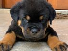 Rottweiler Serbia