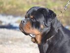 Rottweiler Crossing