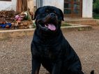 Rottweiler Stud service