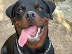 Rottweiler Stud Service