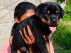 Rottweiler Puppy