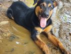 Rottweiler X German Shepherd Mix Puppy