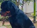 Rottweiler Young Male Dog