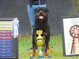 Rottweilers for Crossing