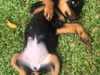 Rottweiler Puppies