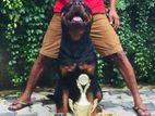 Rottweiler for Stud