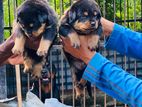 Rottweilers Male Female Puppy