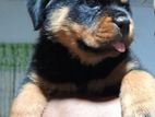 Rottweilers Puppies