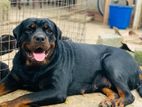 Rottweilers Puppies