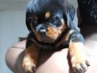 Rottweiler Puppies