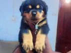 Rottweilers Puppies