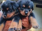 Rottweilers Puppies