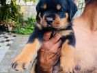 Rottweiller Puppy